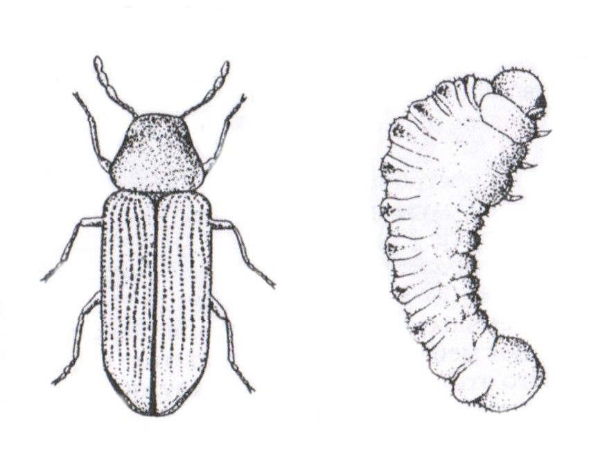 Жуки живущие в мебели (44 фото)