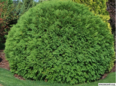Туя западная Вудварди - Woodwardii