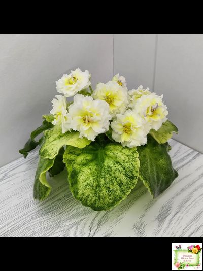 ЛЕ-Золото Нибелунгов Голд  (Е. Лебецкая) 2020 г. (лист укоренённый)