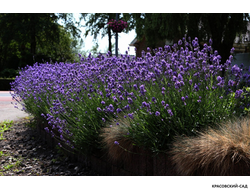 Лаванда Хидкот - Hidcote