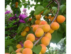 Абрикос Чемпион Севера