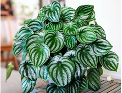 Peperomia Argyreia - Пеперомия Аргирея, Пеперомия Арбузная