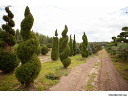 Туя Смаргад Грин Арт