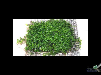 Сеточки для мхов 2мм, комплект с присосками