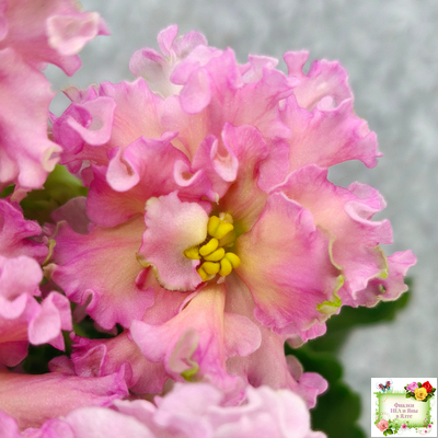 ЕК-Линжери (Е. Коршунова) 2021 г.