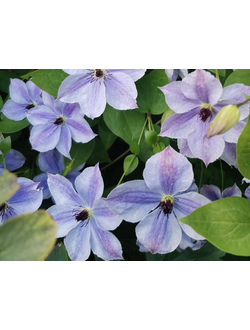 Клематис Skyfall (Скайфолл) , контейнер р9