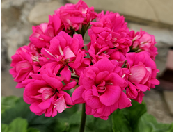 Пеларгония СиМ-Флоренция