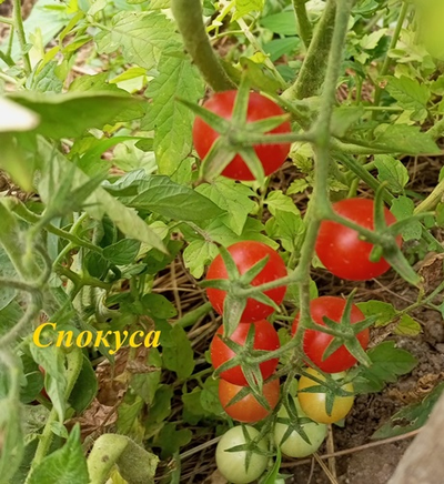 Томат черри Спокуса (Spocusa). Польша