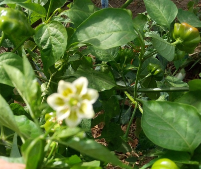 Перец острый Бразильская морская звезда (Red Brazilian Starfish)