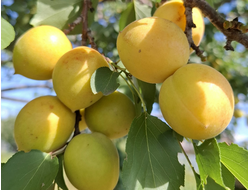 косточки абрикос "Лимонный" 5 шт.