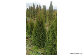 Туя Смарагд в питомнике осенью - Красовский-Сад.рф