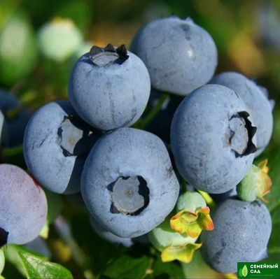 Голубика &quot;Toro&quot; (Торо)