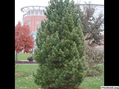 Сосна кедровая европейская Ортлер - Ortler