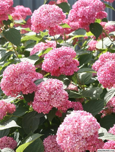 Гортензия древовидная Пинк Аннабель
