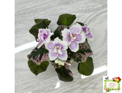 Mac's Jubilant Jamboree (G.McDonald) (Макс Джубилэнт Джэмбори)