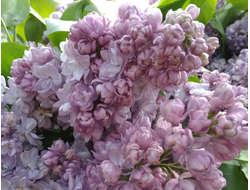 Тарас Бульба