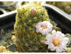 Mammillaria schiedeana v. giselae ML 677