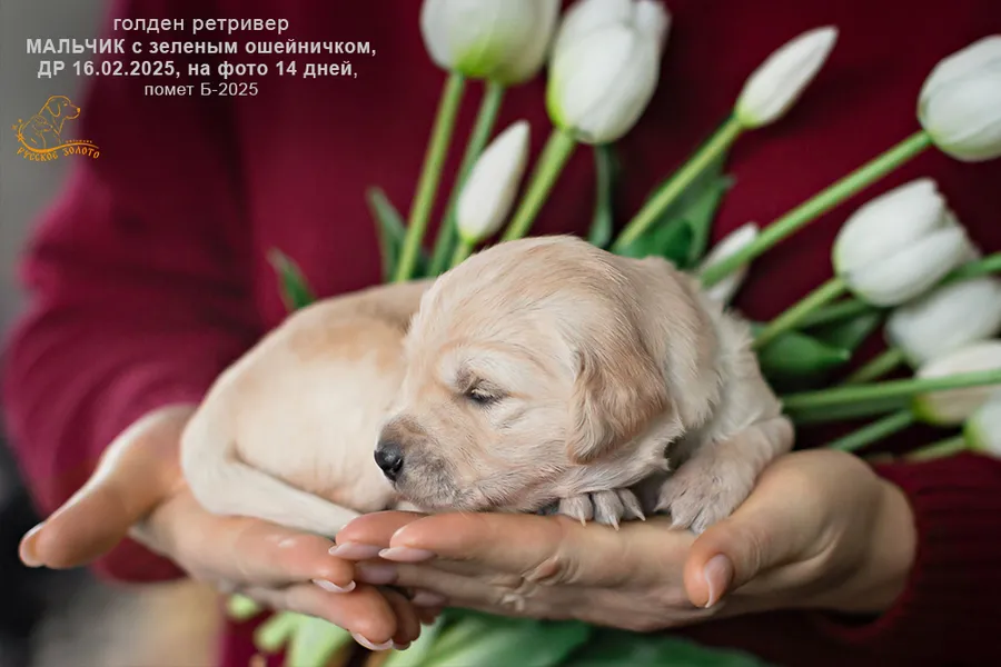 Мальчик с ЗЕЛЕНЫМ ошейничком, 14 дней