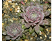 Sempervivum 'VIRGIL’ - розетка