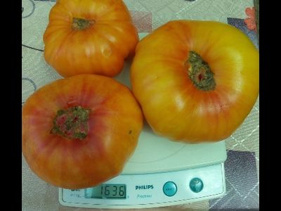 Томат Желтый камень (Yellow Stone)