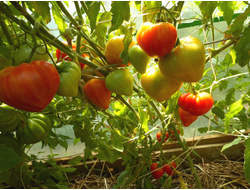 Томат Канада (Канадское наследие полосатый)