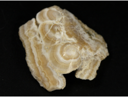 Арагонит, почковидные агрегаты, полировка, Россия, КЧР, Урупский район (37*36*11 мм, 16 г) №37737