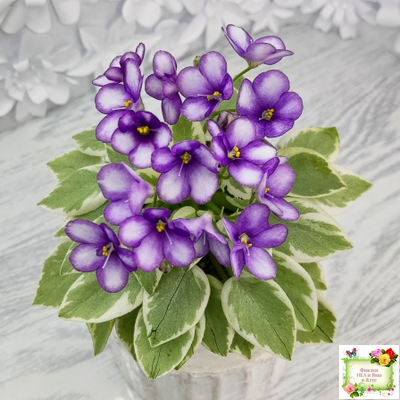 Rob's Lucky Penny (R.Robinson) (05/31/1997) листовая химера (пасынок сорт укоренённый)