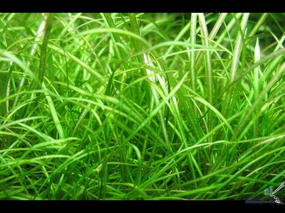 Echinodorus tenellus