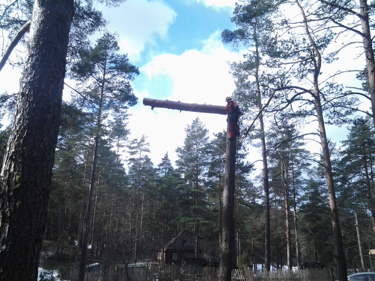 Спил дерева по частям Луга