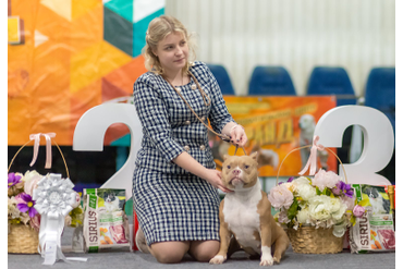 ЛУЧШИЙ ЮНИОР / BEST IN SHOW JUNIOR:   2 место АМЕРИКАНСКИЙ БУЛЛИ ПОКЕТ - GENTLE PREDATOR BULL JACQULINE