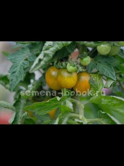 Micro Dwarf Fat Frog (Микрогном Жирная Лягушка), 10 шт