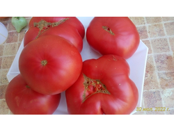 Томат Скуби