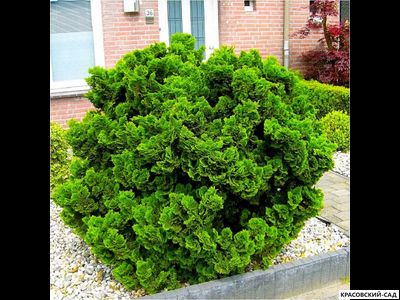 Кипарисовик Нана Грасилис - Nana Gracilis