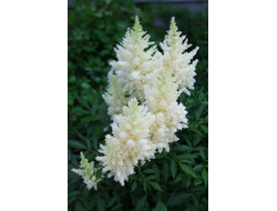 Астильба Вайс Глория (Weisse Gloria)