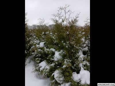 Туя Брабант 2 метра