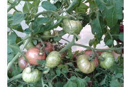 Мятежный звездный истребитель основной биф