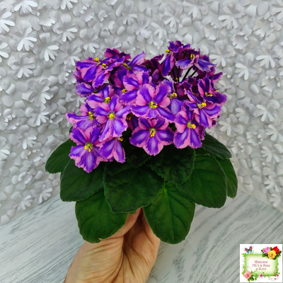 СГ-Каспер (И.Киселёва/С.Голубцова) химера