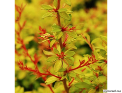 Барбарис Тунберга Голден ринг - фото крупным планом - красовский-сад.рф