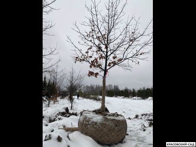 Дуб красный