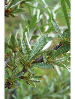 Облепиха  Гном (муж.)