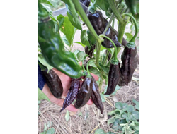 Перец острый  Machu Picchu