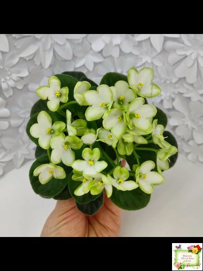 Mac's Misty Meadow (G.McDonald)