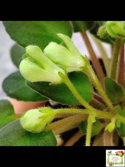 ML-Крыжовник (Miniviolets Lux) 2024 г. (детка)