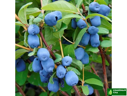 Жимолость американская "Blue Treasure" (Блю Треже)