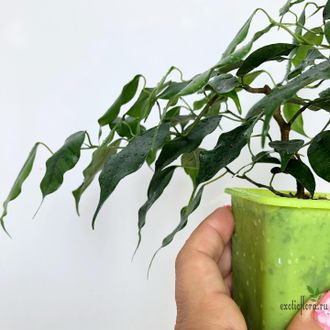 Ficus Benjamina Wiandi / фикус вианди