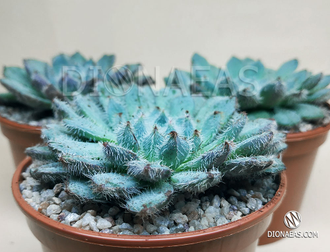 Эхеверия Сетоза Рунделли - Echeveria Setosa x Rundelli, Эхеверия щетинистая