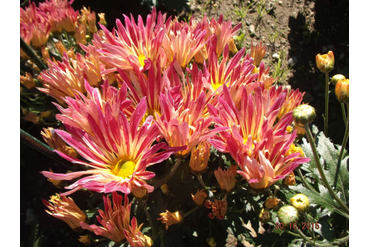 Незнакомка.
Селекция НБС