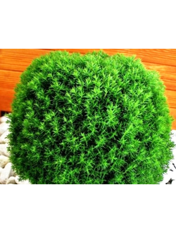 Туя Западная "Тедди" С1,10-20