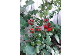 черри Грапполи Динверно, первые кисти, 30 июля