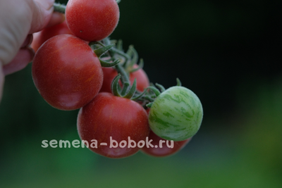 Томат Эльберта Персиковая  (Elberta Peach), 10 шт